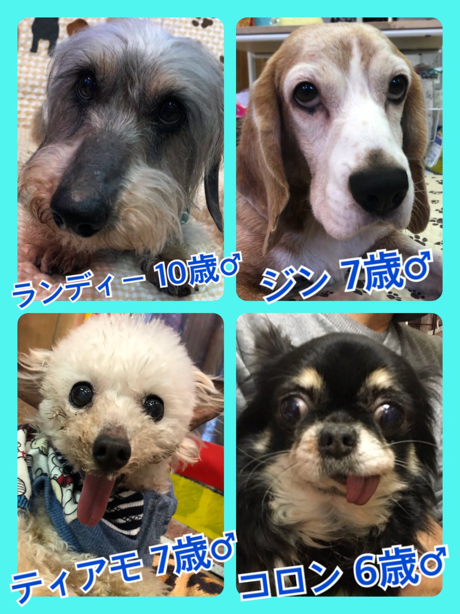 🐾今日の里親様募集中ワンコ🐶メンバーです🐾2020,5,2